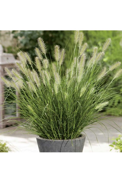 Пеннисетум Литтл Банни в контейнере в саду